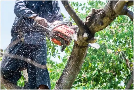 tree services Sabana Hoyos